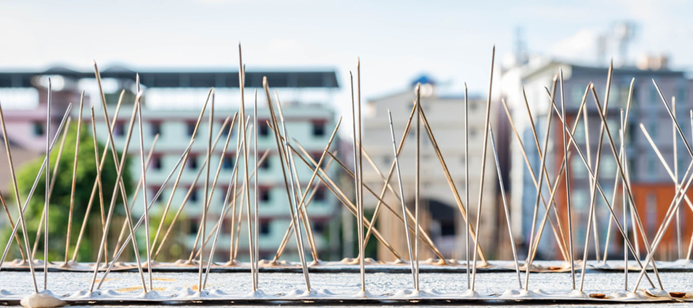 Bird spikes In chennai