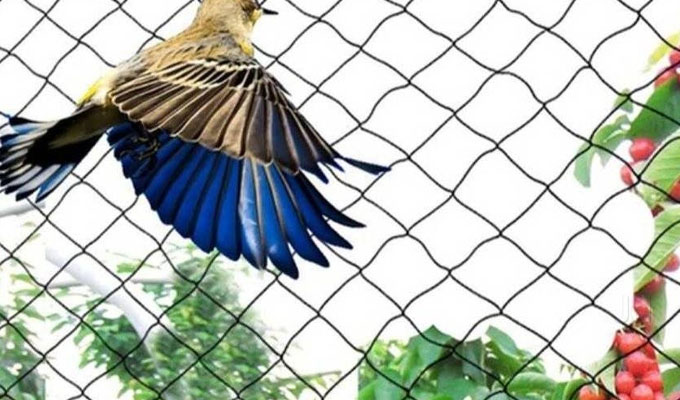 Anti Bird Nets in Kochi